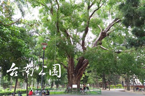 大樹的好處|在公園,與樹相遇